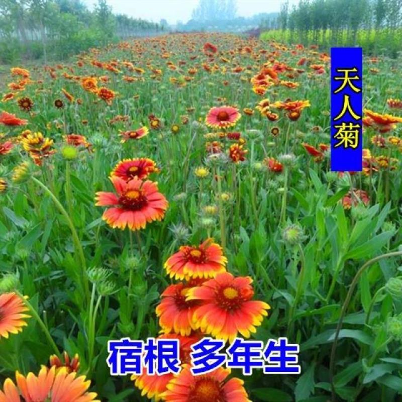 天人菊种子耐寒秋播多年生花籽园林景花海观绿化花卉种子