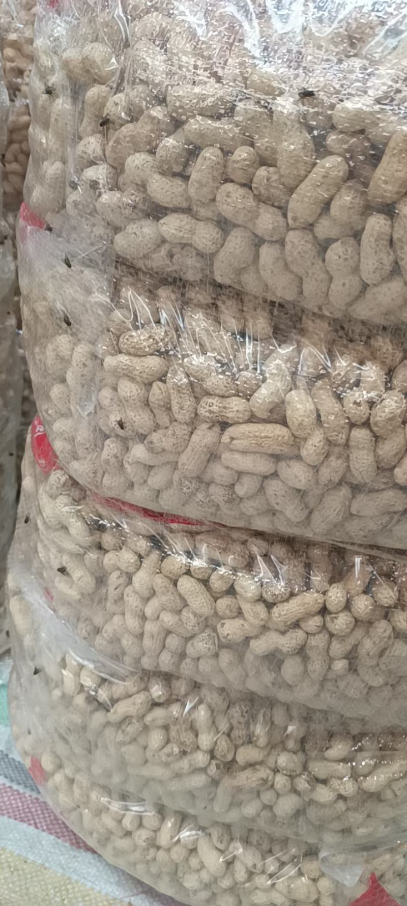 河北原味铁锅炒花生原味熟花生大量出售价格合理质量可靠