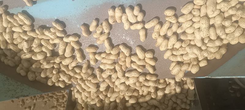 河北原味铁锅炒花生原味熟花生大量出售价格合理质量可靠
