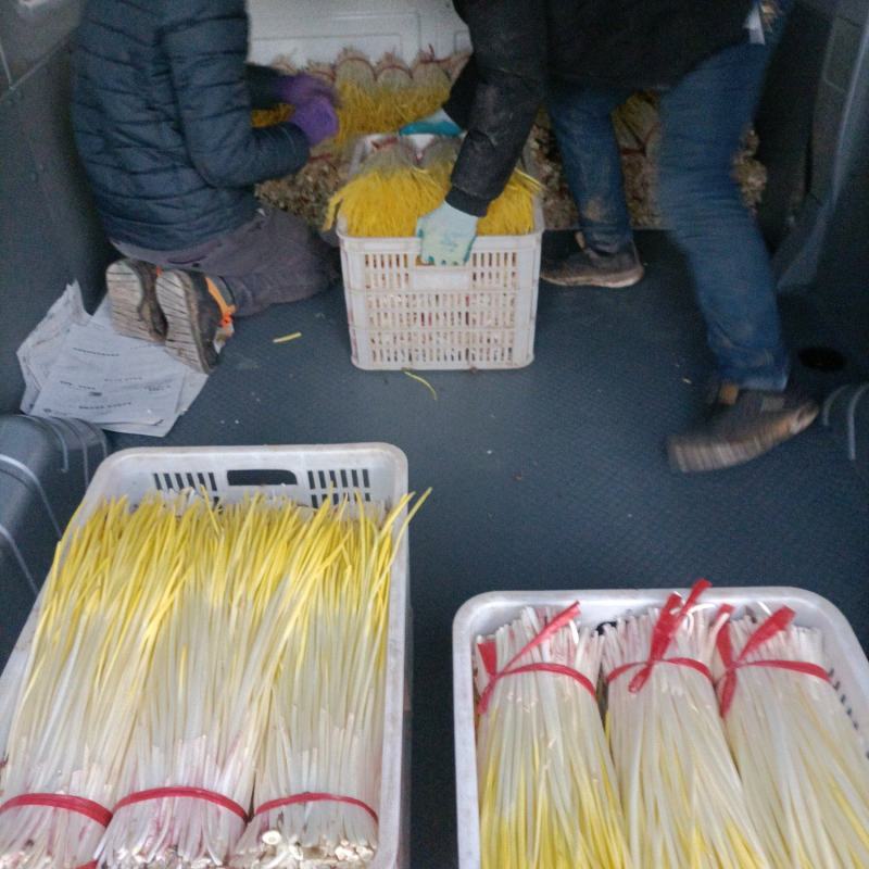 安丘精品蒜黄上市欢迎新老客户订购。