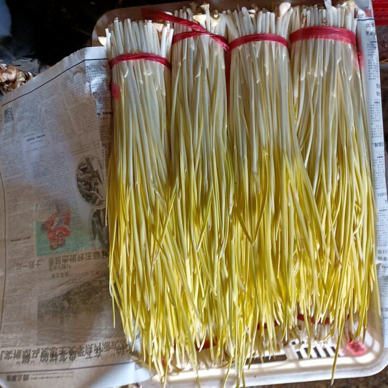 安丘精品蒜黄上市欢迎新老客户订购。