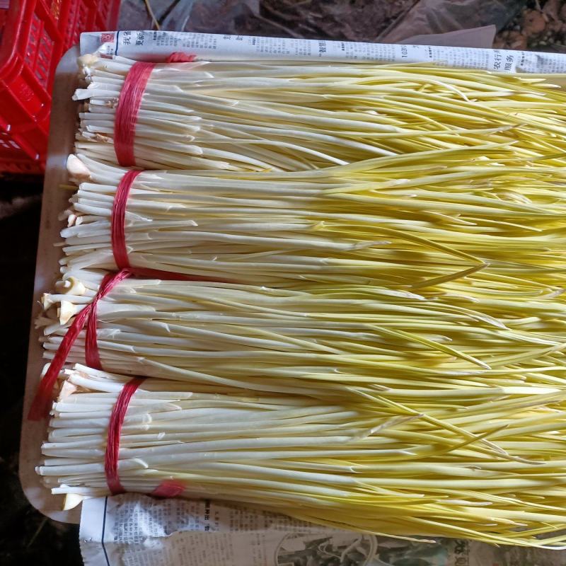 安丘精品蒜黄上市欢迎新老客户订购。