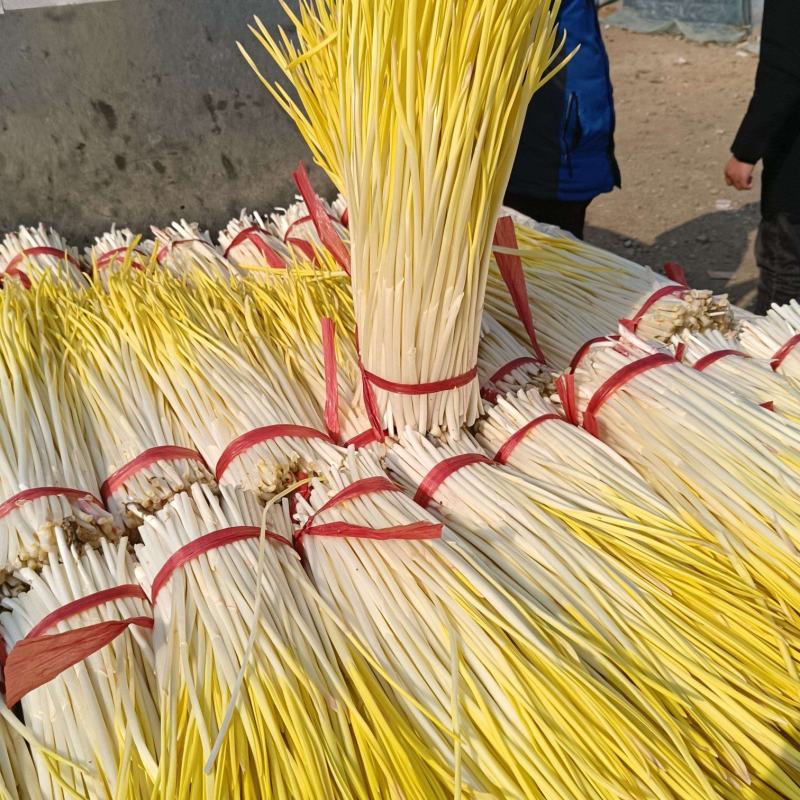 安丘精品蒜黄上市欢迎新老客户订购。