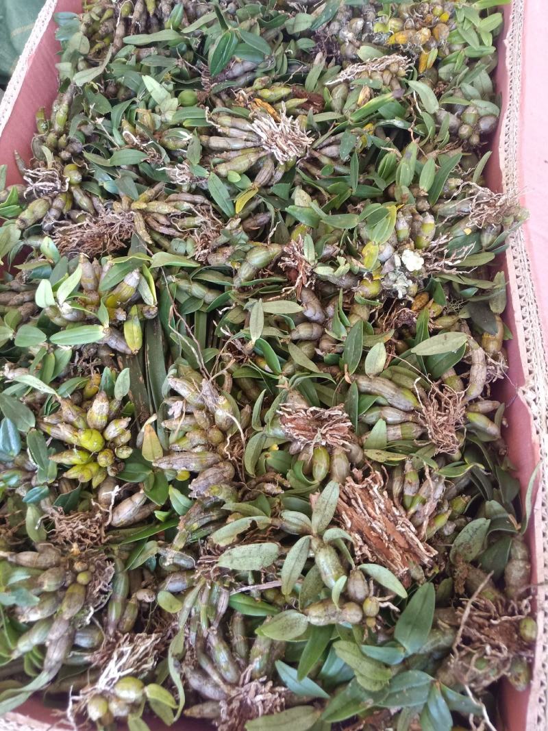 云南普洱野生喉红石斛