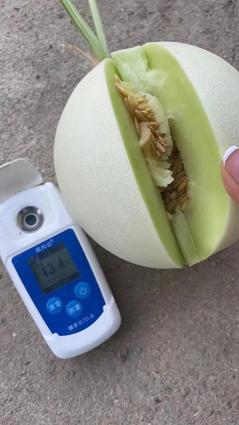 海南精品白玉菇甜瓜奶香密香甜可口产地直发大量出货中