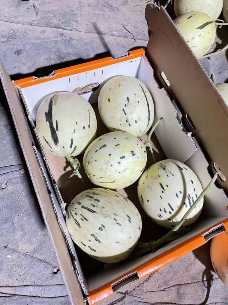 海南精品白玉菇甜瓜奶香密香甜可口产地直发大量出货中