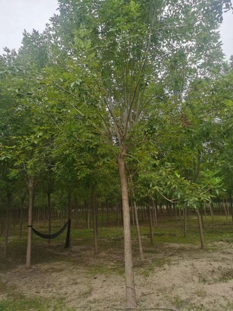 白蜡，基地大量供应，各种规格，质量保证互利共赢