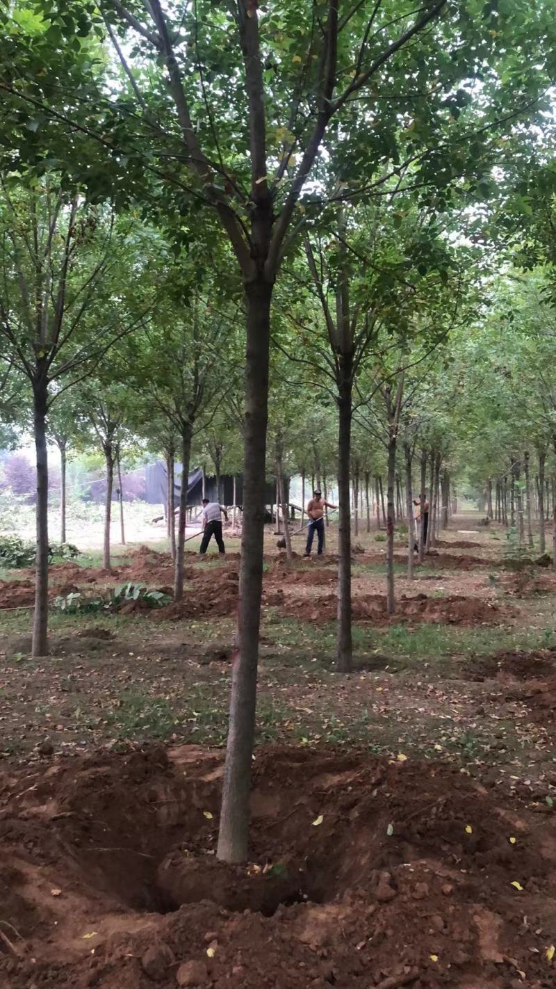 白蜡，基地大量供应，各种规格，质量保证互利共赢
