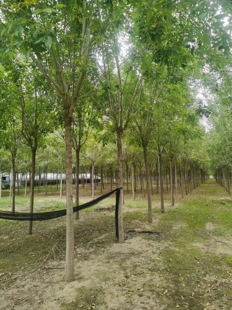 白蜡，基地大量供应，各种规格，质量保证互利共赢