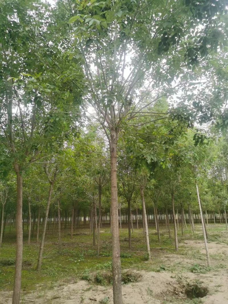 白蜡，基地大量供应，各种规格，质量保证互利共赢