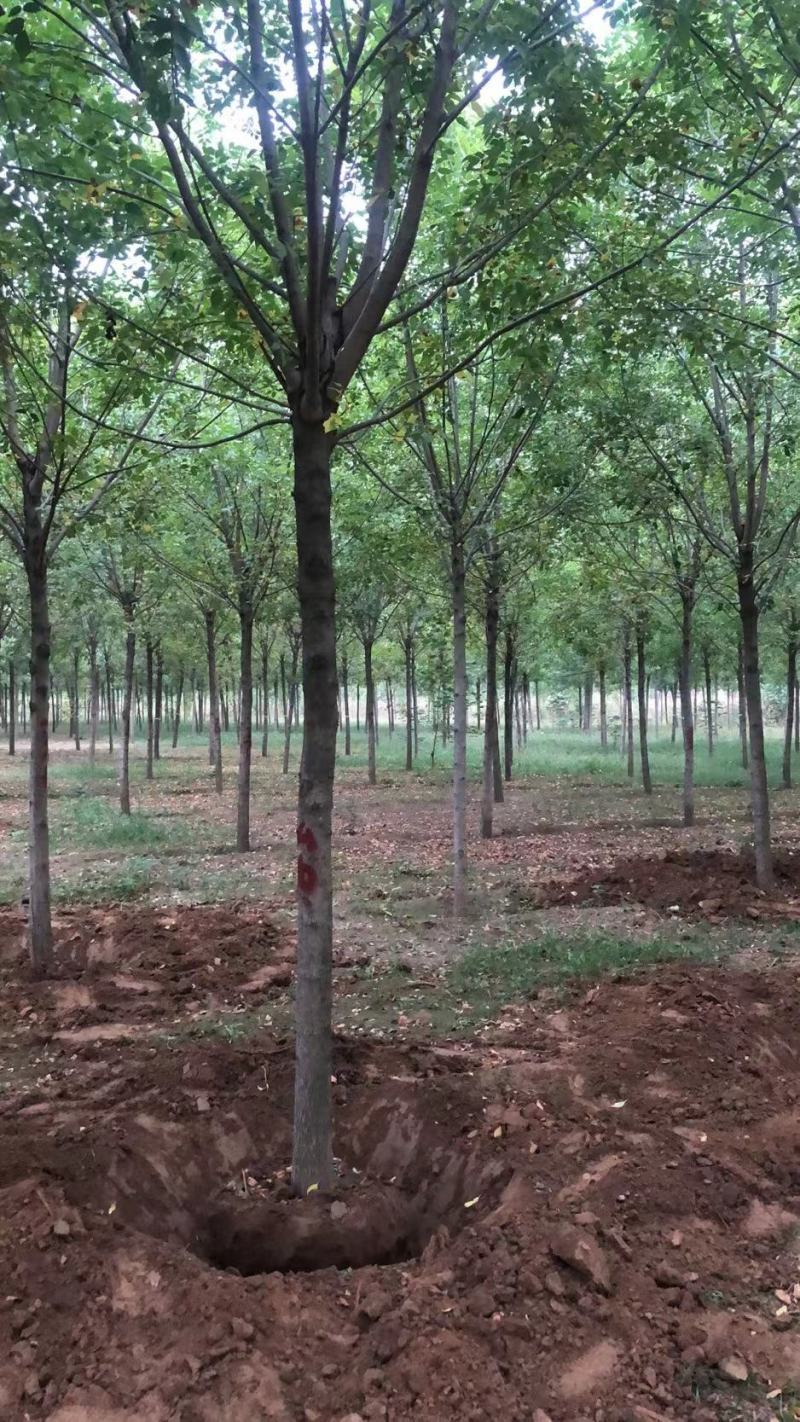 白蜡，基地大量供应，各种规格，质量保证互利共赢