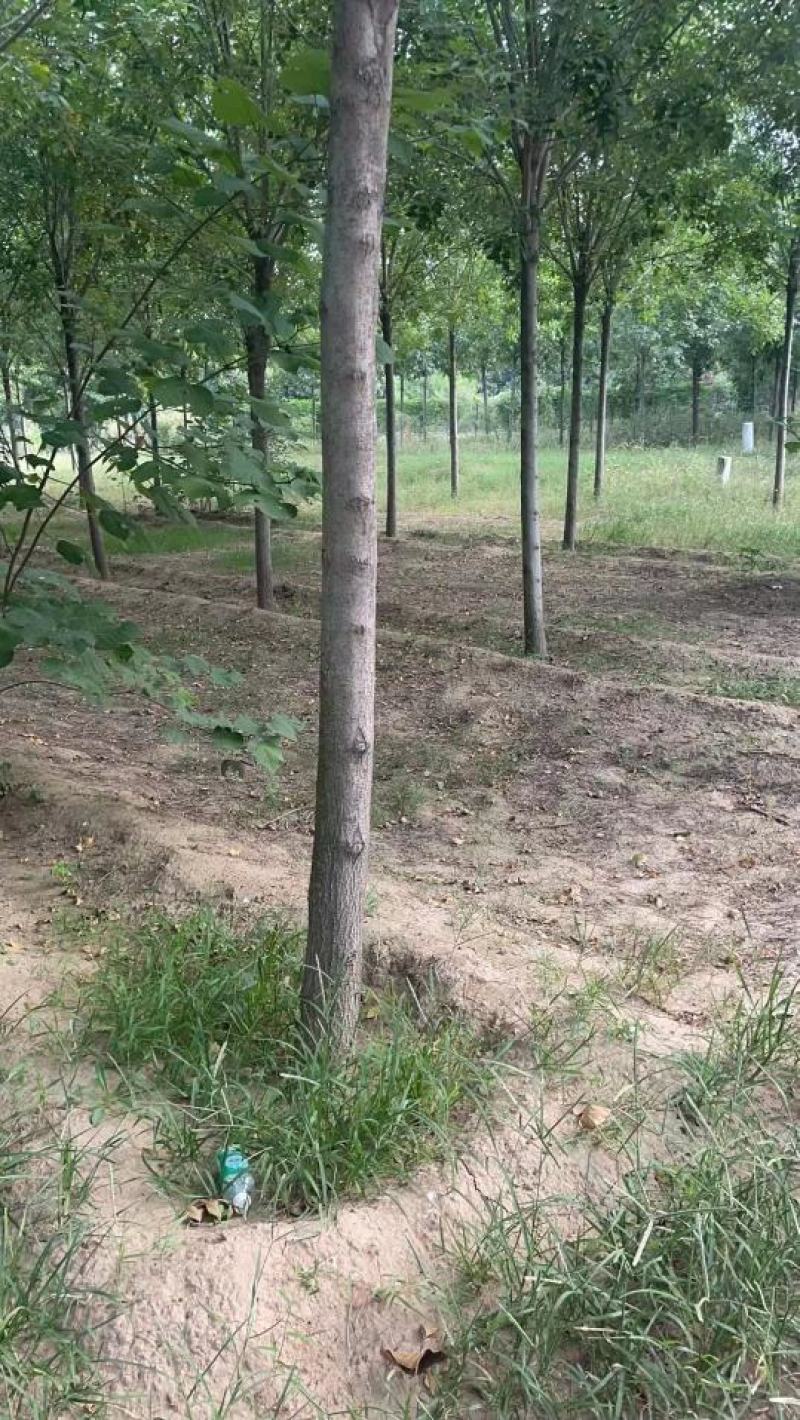 白蜡，基地大量供应，各种规格，质量保证互利共赢