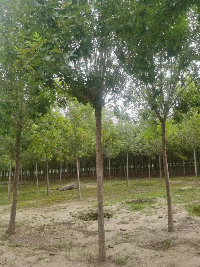 白蜡，基地大量供应，各种规格，质量保证互利共赢