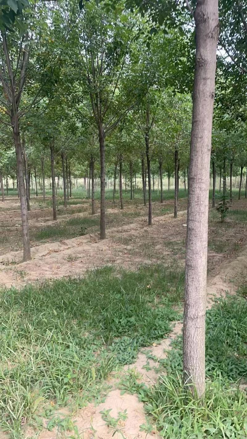白蜡，基地大量供应，各种规格，质量保证互利共赢