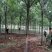 白蜡，基地大量供应，各种规格，质量保证互利共赢