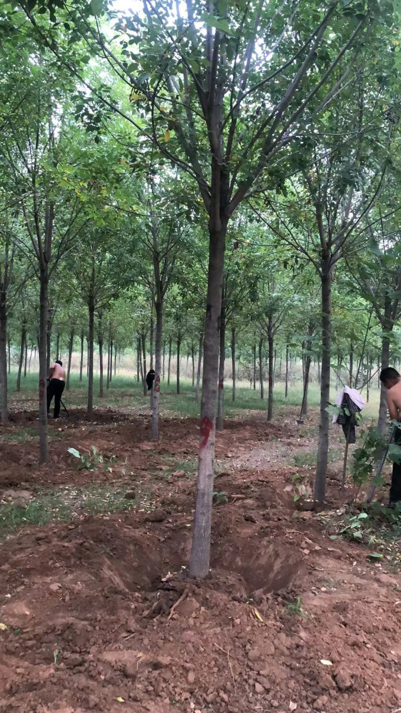白蜡，基地大量供应，各种规格，质量保证互利共赢