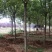 白蜡，基地大量供应，各种规格，质量保证互利共赢