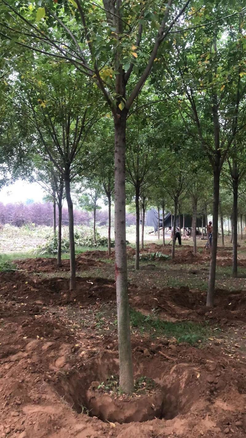 白蜡，基地大量供应，各种规格，质量保证互利共赢