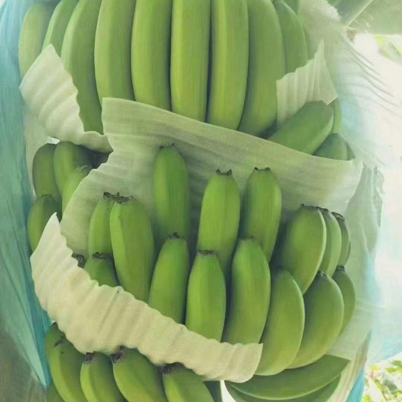 西双版纳原产地种植的威廉斯香蕉