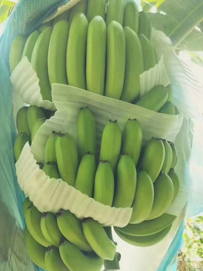 西双版纳原产地种植的威廉斯香蕉