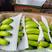 西双版纳原产地种植的威廉斯香蕉