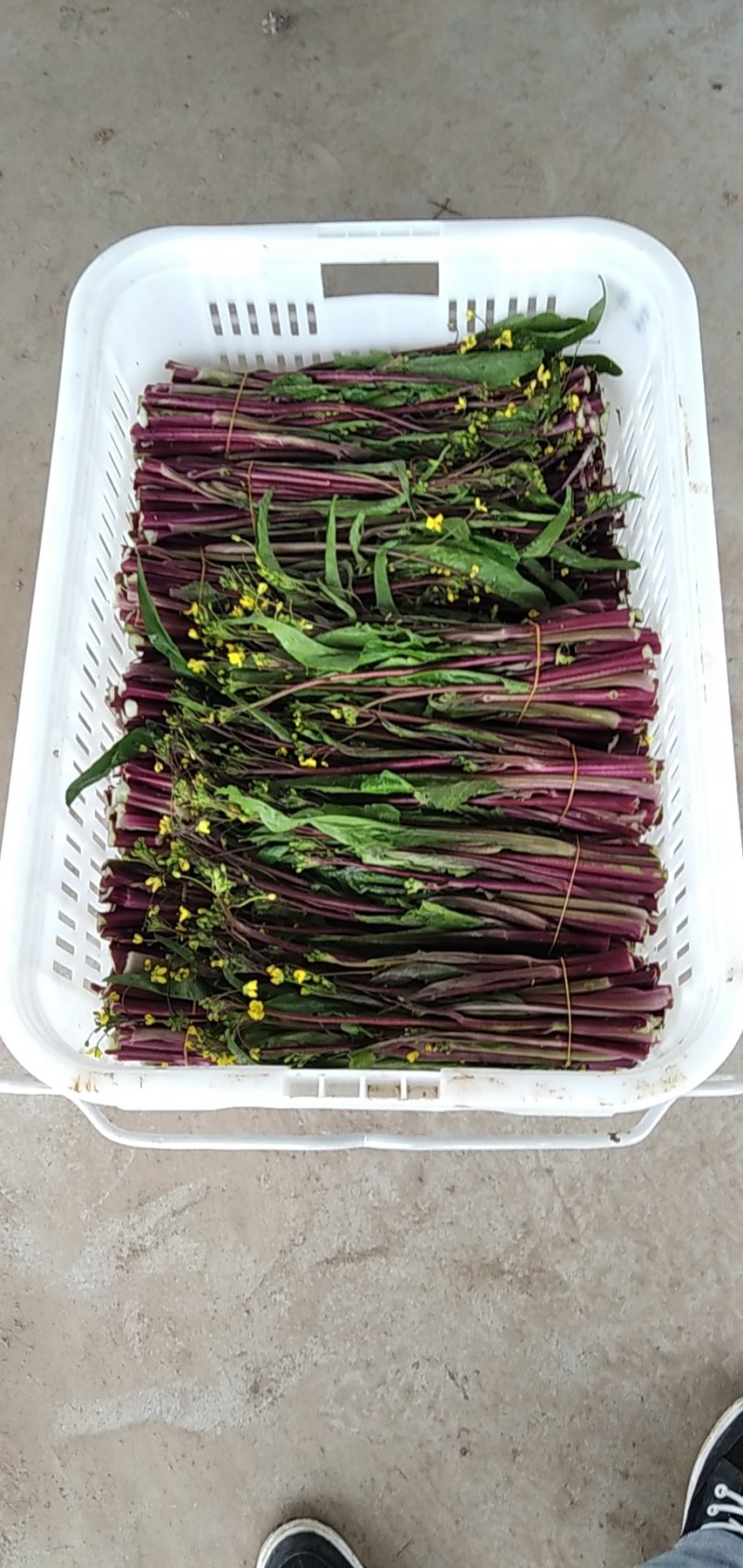 精品湖北特色红菜苔佳红菜苔自有种植基地当天现摘现发一手货