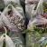 精品湖北特色红菜苔佳红菜苔自有种植基地当天现摘现发一手货