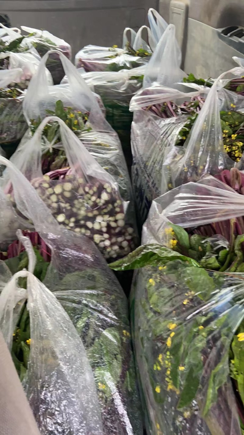 精品湖北特色红菜苔佳红菜苔自有种植基地当天现摘现发一手货