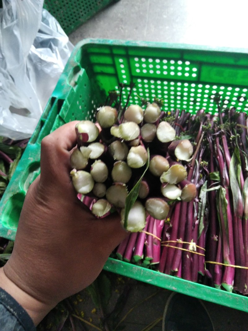 精品湖北特色红菜苔佳红菜苔自有种植基地当天现摘现发一手货