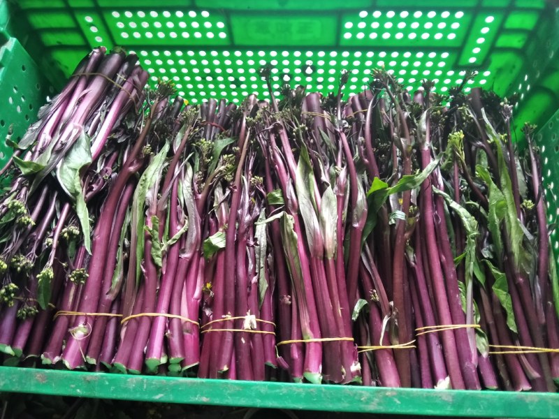精品湖北特色红菜苔佳红菜苔自有种植基地当天现摘现发一手货