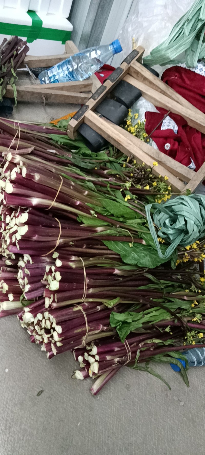 精品湖北特色红菜苔佳红菜苔自有种植基地当天现摘现发一手货