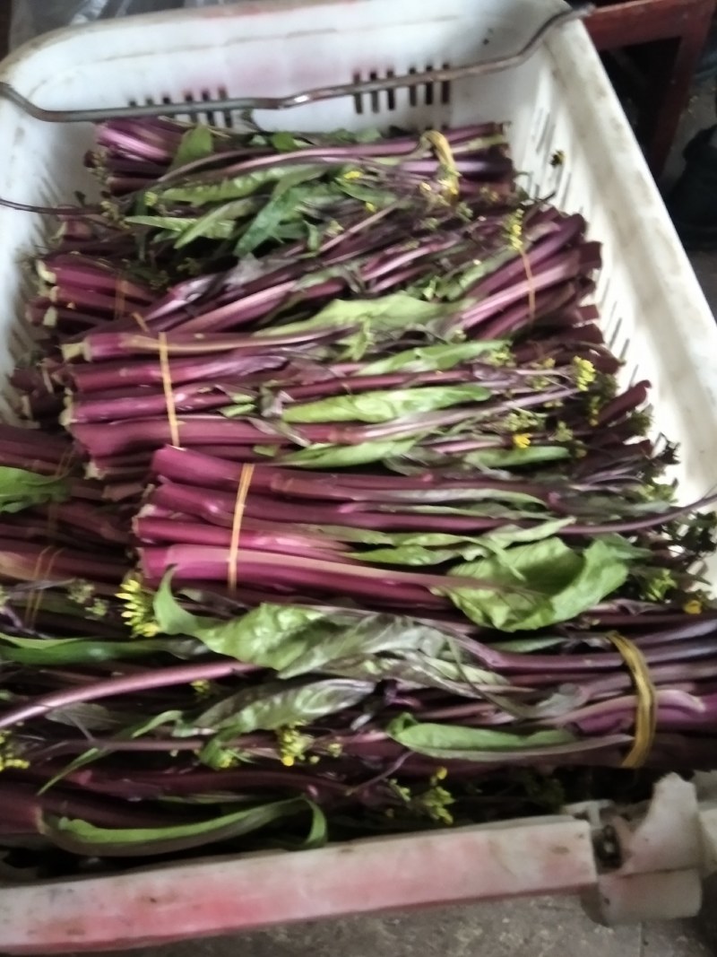 精品湖北特色红菜苔佳红菜苔自有种植基地当天现摘现发一手货