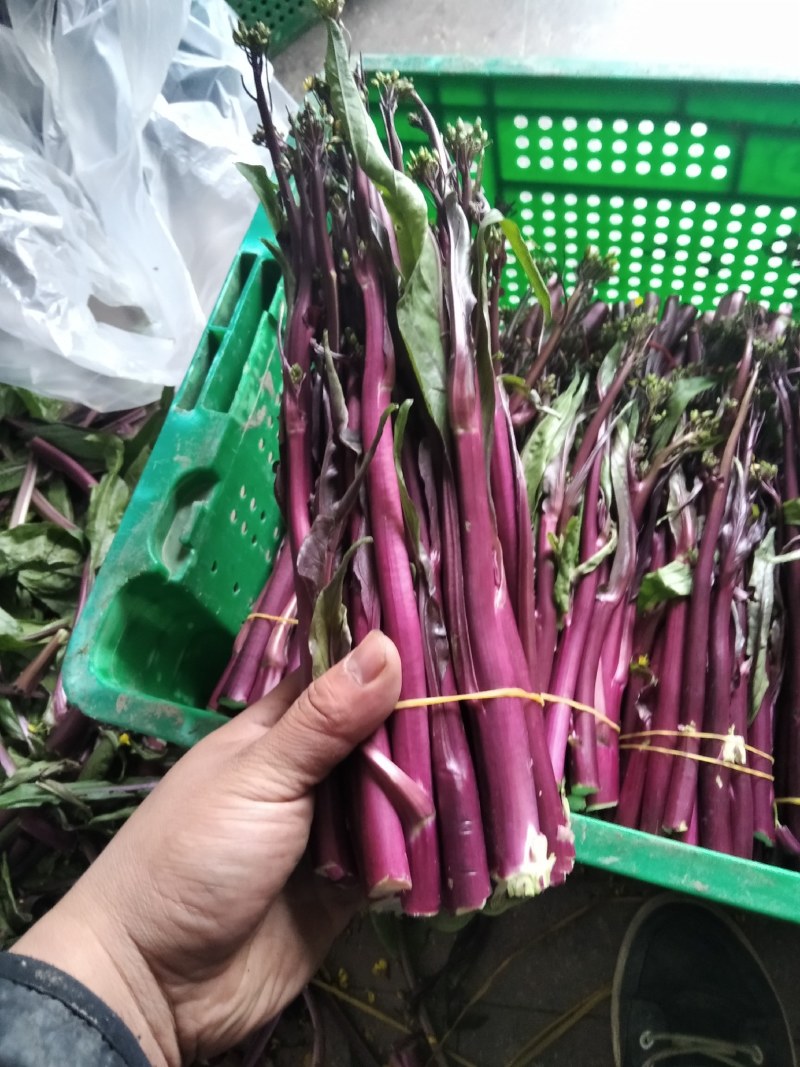 精品湖北特色红菜苔佳红菜苔自有种植基地当天现摘现发一手货