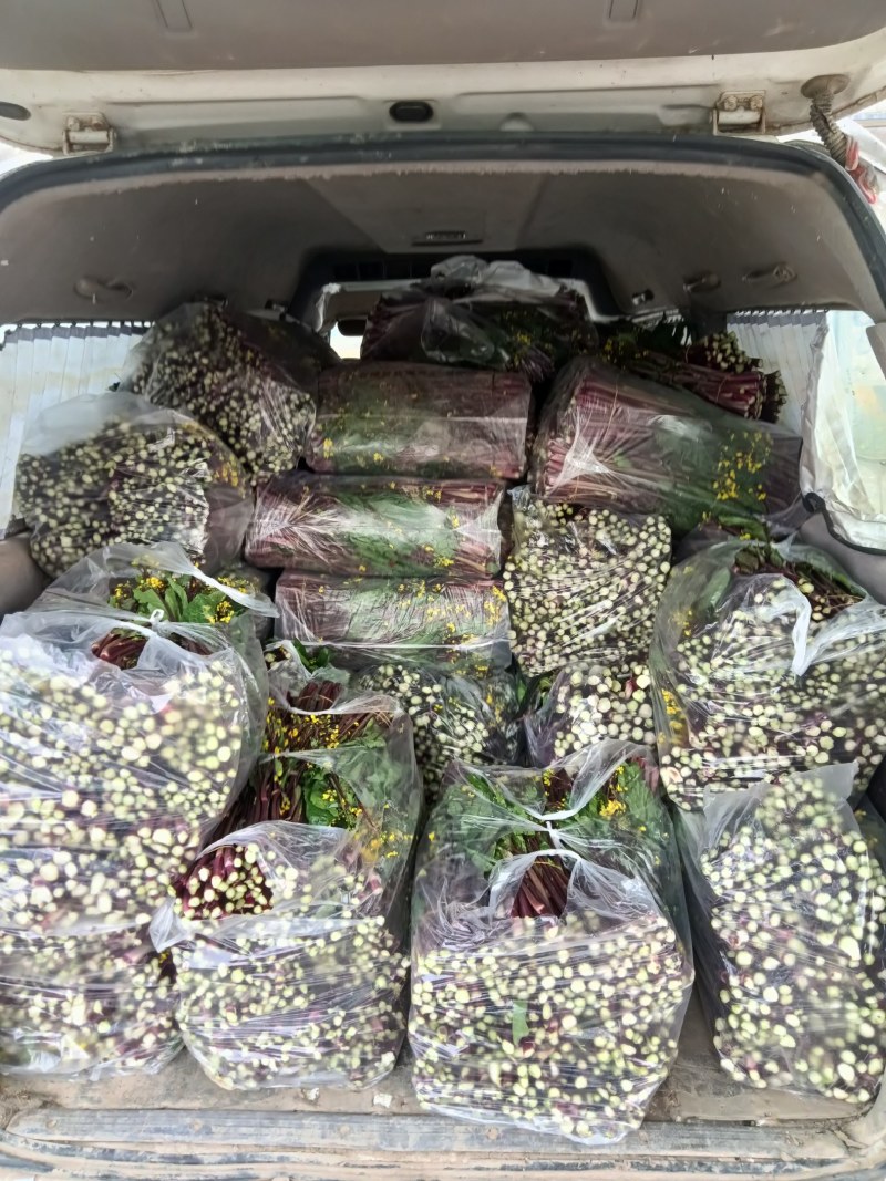 精品湖北特色红菜苔佳红菜苔自有种植基地当天现摘现发一手货