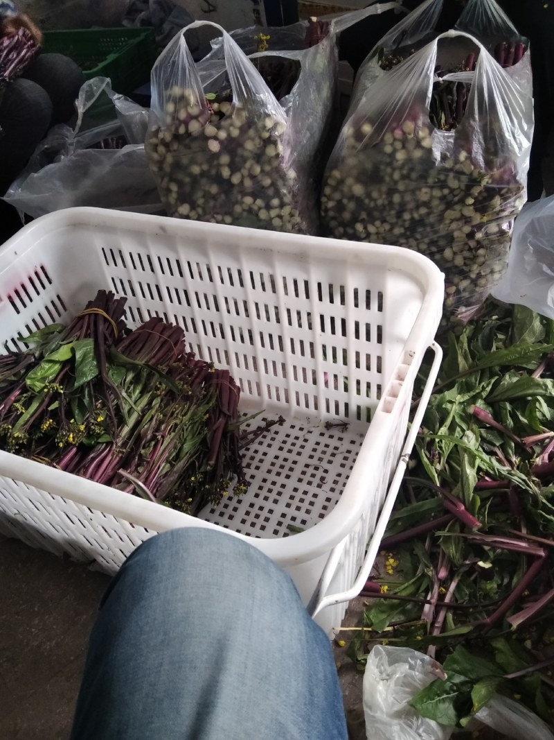 精品湖北特色红菜苔佳红菜苔自有种植基地当天现摘现发一手货