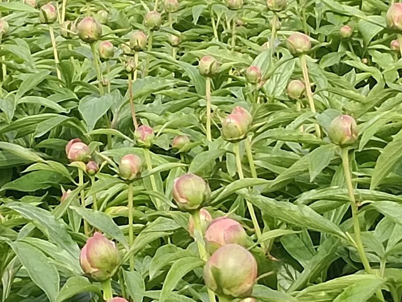 芍药花种苗现货一手货源根系发达品质保证量大从优