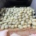 海南精品哈密瓜晓密25号精品二级瓜产地直发大量有货