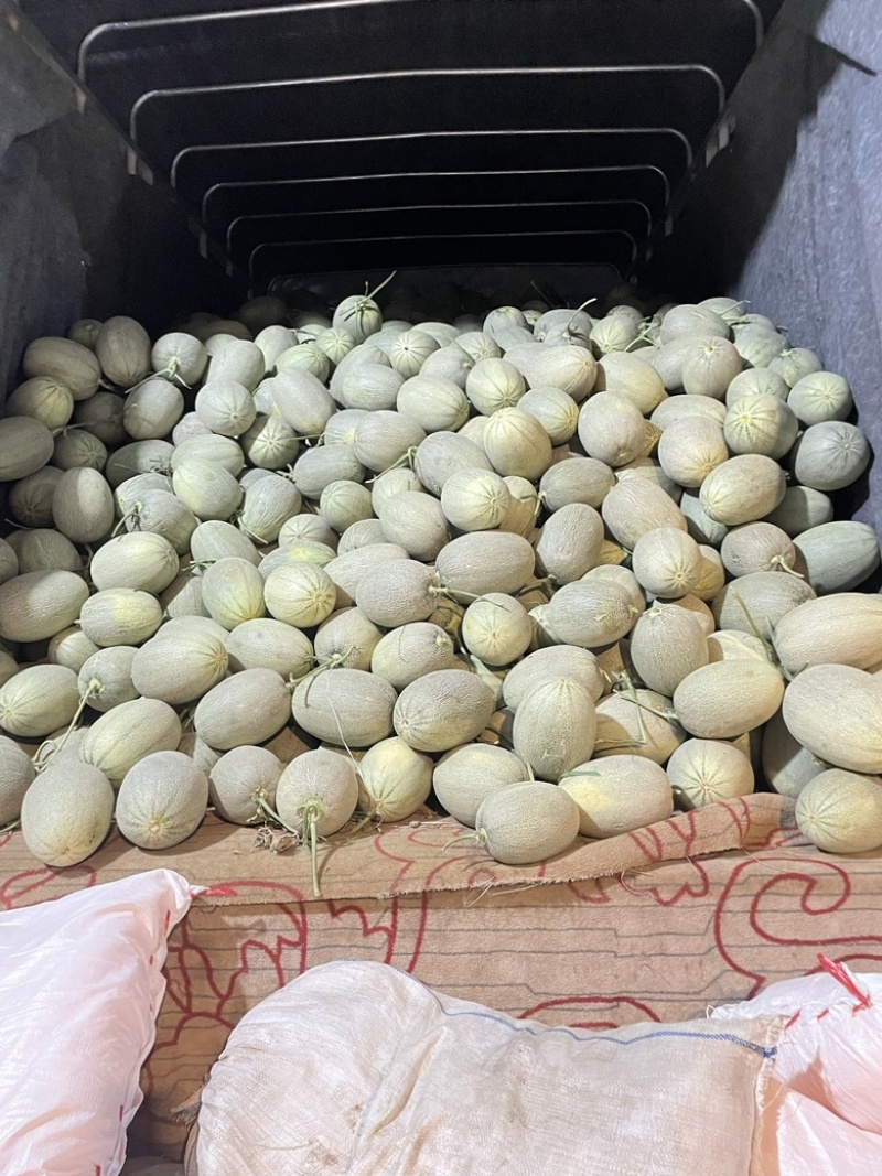 海南精品哈密瓜晓密25号精品二级瓜产地直发大量有货