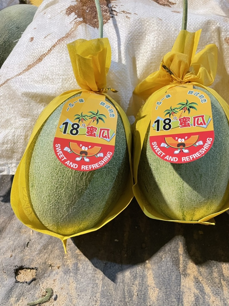 海南精品哈密瓜晓密25号精品二级瓜产地直发大量有货