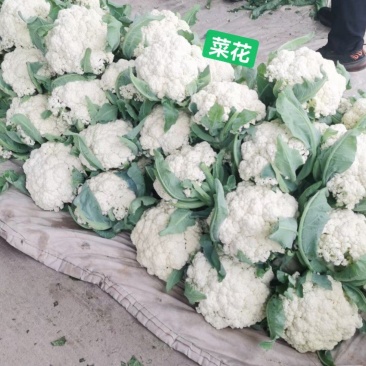 菜花松花菜白面青梗松花菜常年供应各地市场货电商货