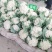 菜花松花菜白面青梗松花菜常年供应各地市场货电商货