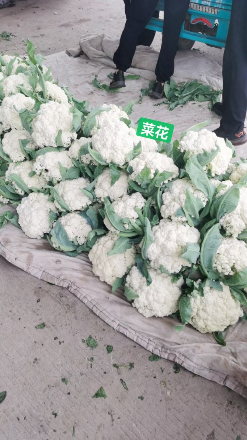 菜花松花菜白面青梗松花菜常年供应各地市场货电商货