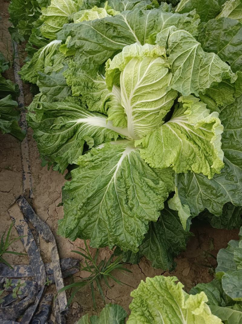 大白菜基地面供，