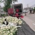 河南菜花，有机松花菜，品质好，视频看货，线上保障交易。