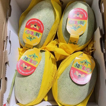 海南精品哈密瓜晓密25号精品二级瓜产地直发大量有货