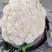 河南菜花，有机松花菜，品质好，视频看货，线上保障交易。