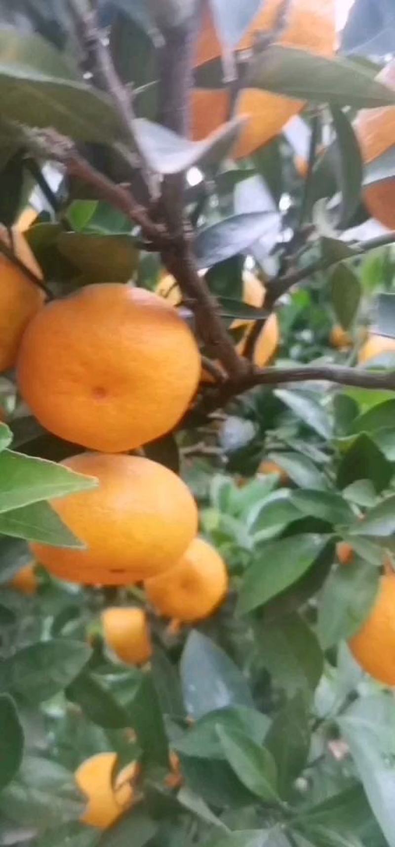 江西新余蜜橘大量上市，欢迎五湖四海的兄弟朋友们合作！纯甜