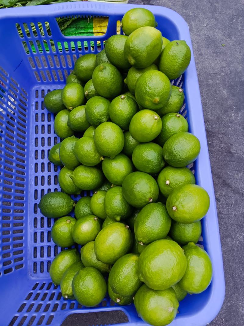 广东香水柠檬老树果薄皮无籽多汁基地现摘现发一件代发