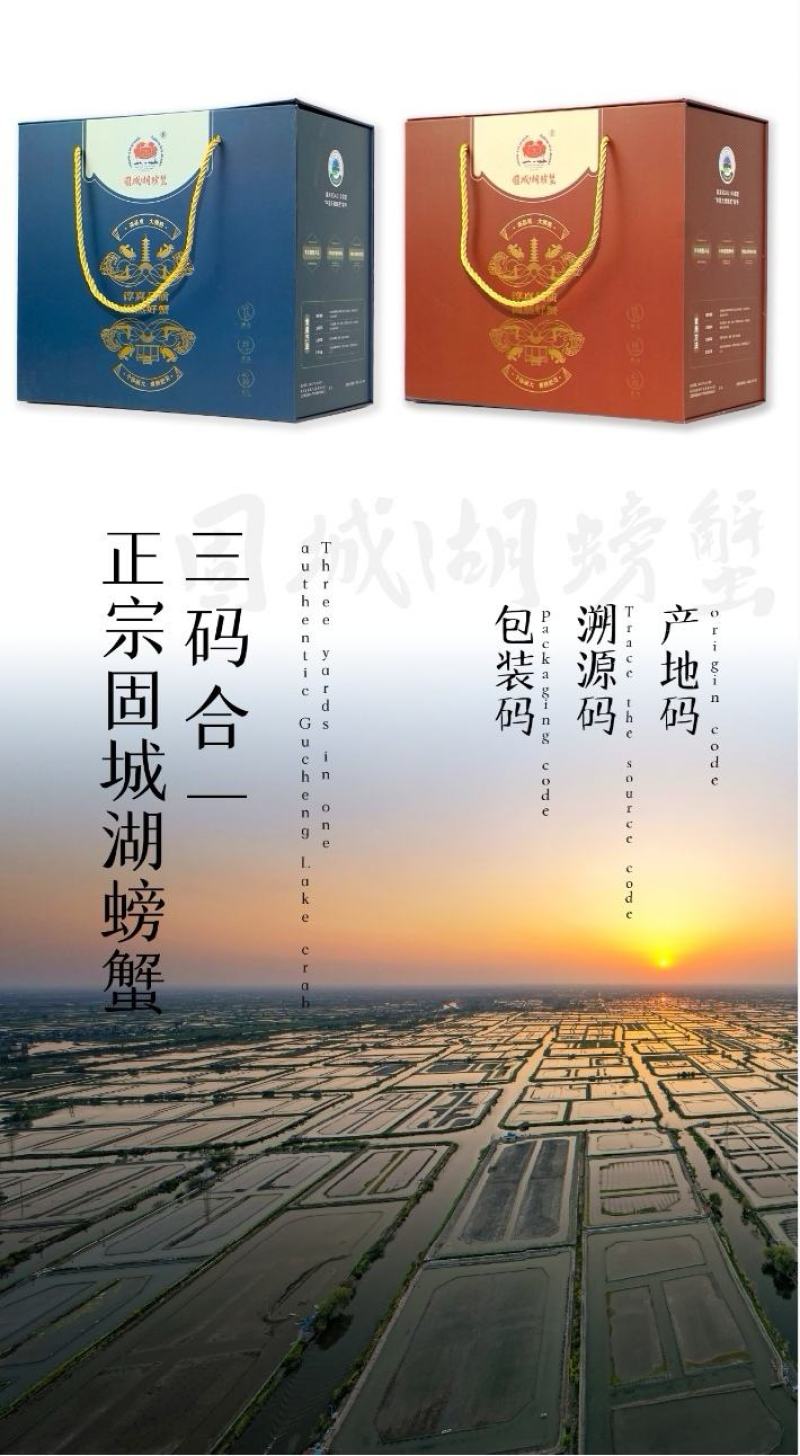 江苏固城湖大闸蟹母蟹每只带防伪码三码合一只只饱满