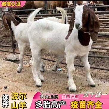 波尔山羊，怀孕母羊小羊羔包技术包成活全国包邮一只也发